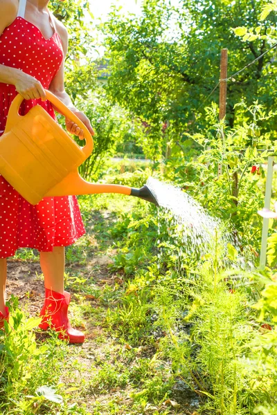 Woman watering the plants — Stock Photo, Image